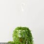 String Of Bananas – 4″ Hanging Basket